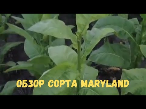 Видео: Обзор сорта Maryland (Мэриленд)