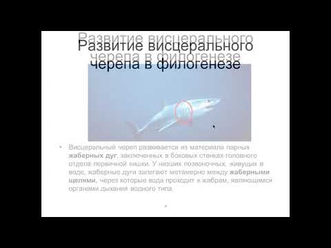 Видео: Развитие  и строение черепа