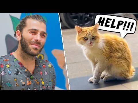 Видео: Раненый кот просит о помощи! (Спасение бродячего кота!)