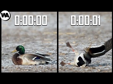 Видео: Скорость Этого Хищника Вас Удивит