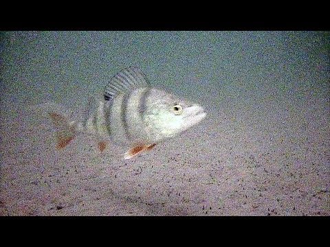 Видео: Как найти рыбу зимой на водоеме  Находим рыбу быстро и легко с помощью подводной камеры