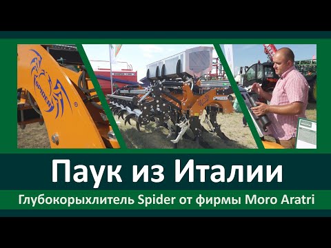Видео: Паук из Италии Moro Aratri