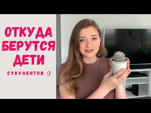 Видео: Размножение суккулентов листьями и черенками