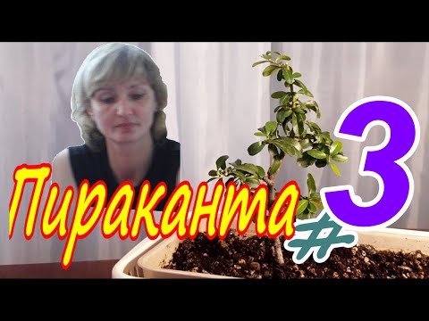 Видео: Пираканта/Pyracantha #3 Сентябрь 2025