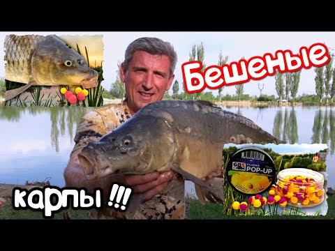 Видео: ФЛЭТ ФИДЕР. БЕШЕНЫЕ КАРПЫ. САМЫЕ РЕДКИЕ КАДРЫ В МИРЕ