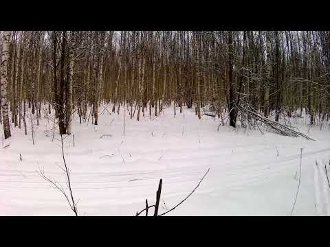 Видео: Охота на лося с ЗСЛ крайняя в этом сезоне.
