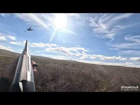 Видео: Обычный день на охоте