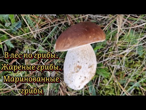 Видео: В лес по-грибы. Жареное грибное ассорти. Грибы маринованные.