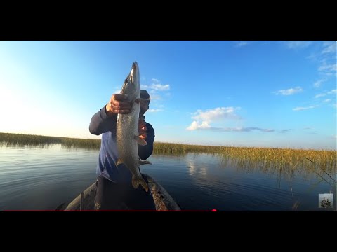 Видео: Поставили наживку покрупнее и дело пошло. Вся щука стояла в траве.
