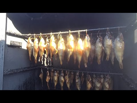 Видео: КАК КОПТИТЬ ОКУНЯ