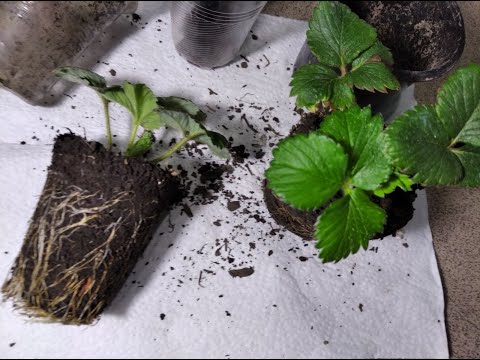 Видео: Яка буває розсада #полуниці 🍓 Які обрати #саджанці ? #вирощування для початківців #абревіатура