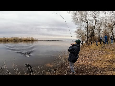 Видео: ВЕСЬ БЕРЕГ ЗАВМЕР, А СИЛ ТЯГТИ ВЖЕ НЕМА! Ловля судака на джиг-риг на Дніпрі! Рибалка на спінінг 2023