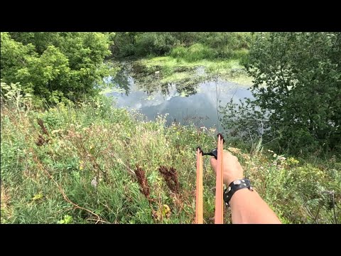 Видео: Охота в зарослях