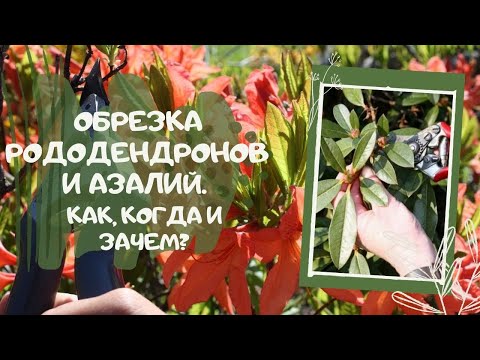 Видео: Можно ли обрезать рододендроны? И если да, то как, когда и зачем? Часть 1