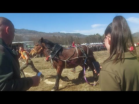 Видео: Тодоровден 2025 г.  в Априлци -  част 2  /теглене на трупи/.