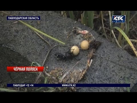 Видео: Самок и коконы каракуртов вручную истребляют в Баянаульском природном нацпарке