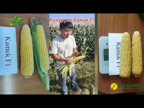 Видео: Новинка Камук: Суперсладкая кукуруза от компании Clause в сегменте крупнопочатковых