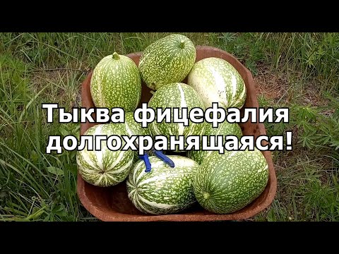 Видео: Тыква Фицефалия ДОЛГО хранится. Фицефалия Фиголистная Тыква.