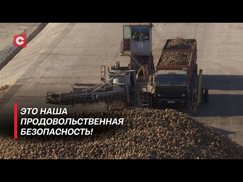 Видео: Сахара хватит всем! Как проходит уборка сладких корнеплодов?