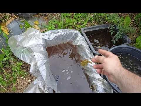 Видео: Дафния разведение. Новая способ под кормить дафнию.