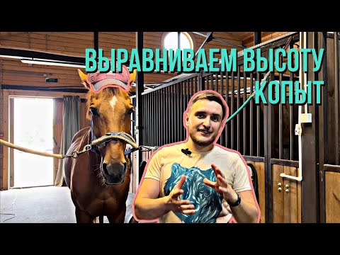 Видео: Перековка лошади. Выравнивание ног по высоте. Хитрости и тонкости геометрии