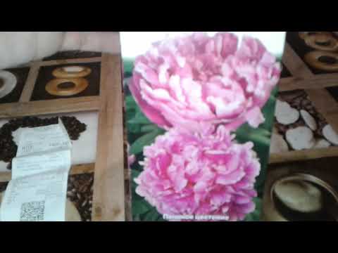 Видео: Пион Александр Флеминг .Обзор новинки!