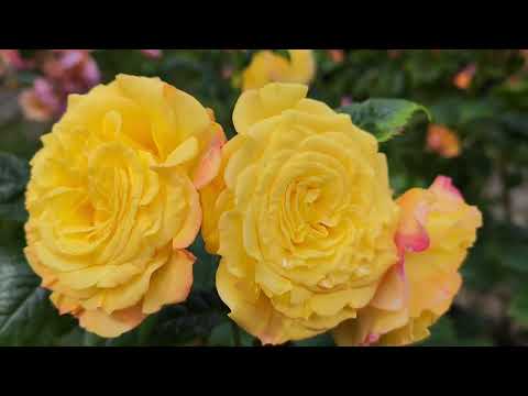 Видео: ЗАСЫПАЯ В ОБЪЯТИЯХ ЛЕТА...//цветение роз//10.06.2023г