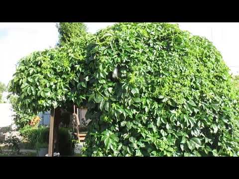 Видео: ПлюсыМинусыДЕВИЧЬЕГО ВИНОГРАДА.Мой опыт.ДачаПрошлое иБудущееНашей БЕСЕДКИ.