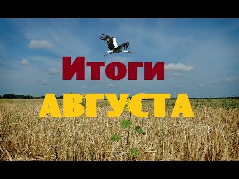 Видео: Итоги августа:сделал мало,а доход - рекорд!//Жить в деревне