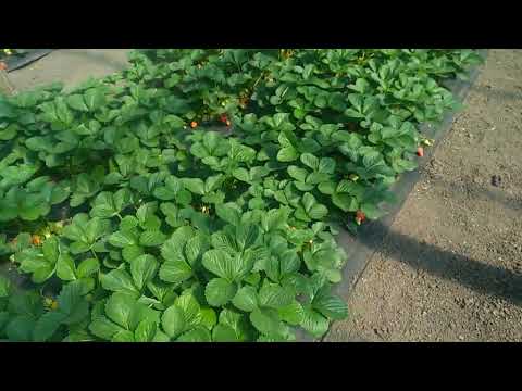 Видео: Полив клубники,нормы,периодичность.