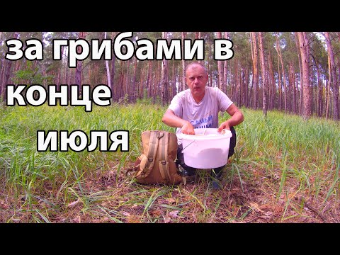Видео: Сбор грибов в конце июля