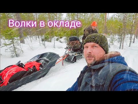 Видео: По следу зверя!!! Волки в окладе!!! #охота_на_волка #охота #волчий_оклад