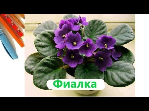 Видео: Фиалка гулун остуруу жана кам коруу, кобойтуу уй шартында