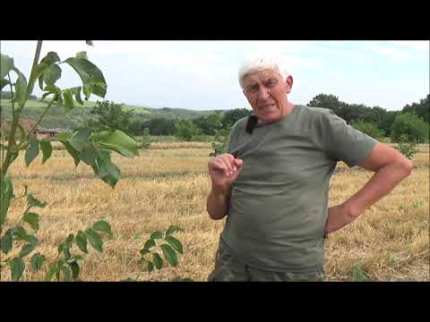 Видео: СРОЧНО  Подготовка саженцев к зиме. Листовые подкормки. Июль 2019
