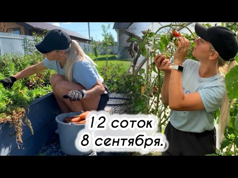 Видео: На даче #26//осенние работы в саду//наконец высаживаю гортензию//урожай моркови меня устраивает!