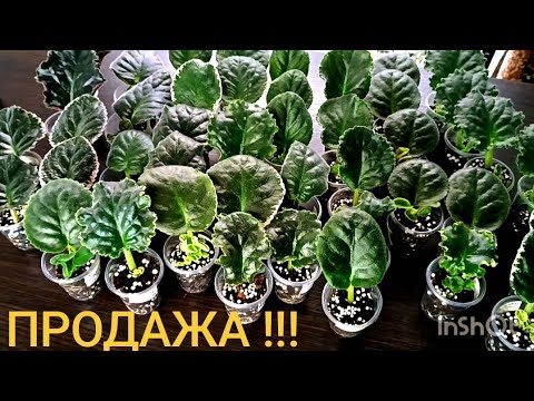 Видео: ПРОДАЖА УКОРЕНЁННЫХ ЛИСТЬЕВ! ОНЛАЙН МАГАЗИН ЧАСТЬ 2