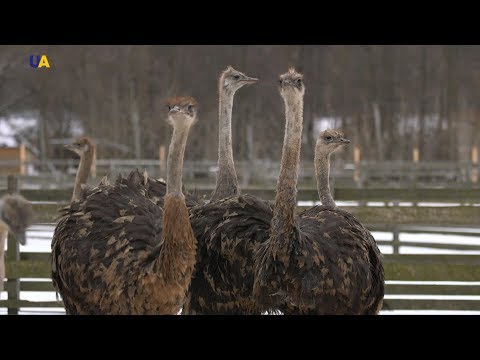 Видео: Страусы Акименко | Моя земля