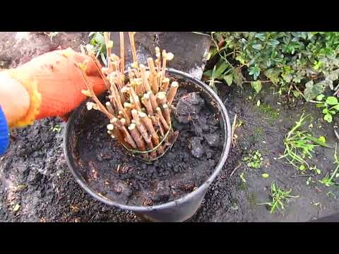 Видео: Укоренение в ноябре.