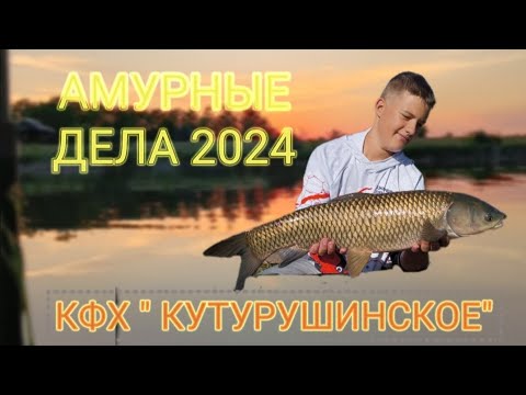 Видео: АМУРНЫЕ ДЕЛА 2024!💪 Кутурушинское вдхр.  Особенности ловли амура. Борьба до последней минуты!🔥