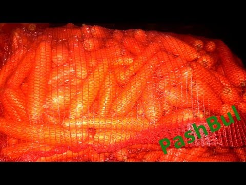 Видео: Мойка моркови, оборудование для мойки... Carrot washing, washing equipment ...