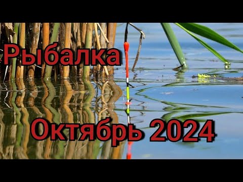 Видео: Рыбалка на поплавок 20 октября 2024 г.Дикая рыбалка на карася на трубах! ТОЛЬКО ЗАКИНУЛ УЖЕ КЛЮЁТ!