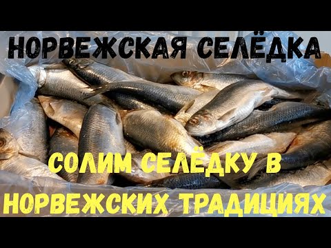 Видео: Как солить селёдку. Как это делают в Норвегии. Длительное хранение селедки и Малосольная селёдка.