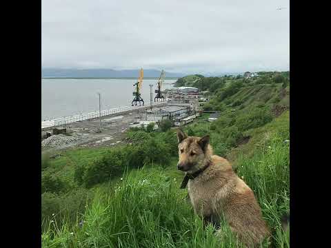 Видео: Овсянкин - Музыкальная открытка (2021)