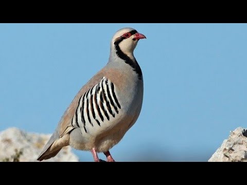 Видео: ГОРНЫЙ КЕКЛИК КУРОПАТКА , ОХОТА В АРМЕНИИ
