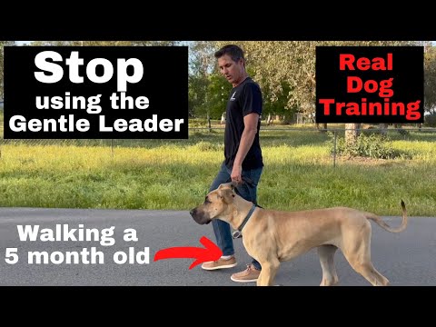 Видео: Как использовать и снимать поводок-недоуздок Gentle Leader или недоуздок