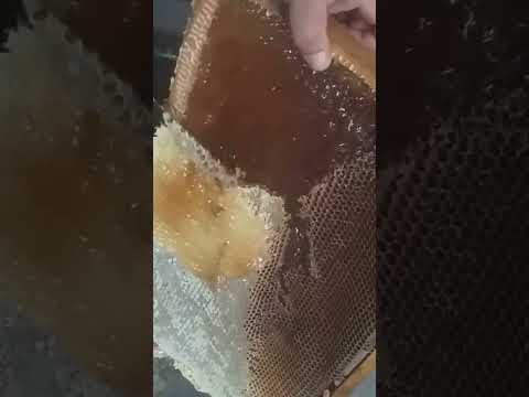 Видео: 12 августа 2025 г.