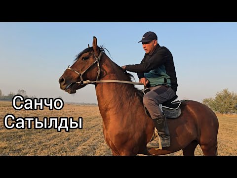 Видео: Бүгүн 27 октября 2025 Санжыралу Санчо #horse #атбазар #жылкыбазар #rek #арабскиелошади 