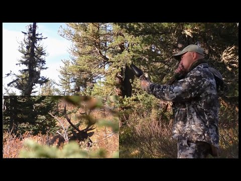 Видео: Охота на Марала в Сибири. Выход на вабу.