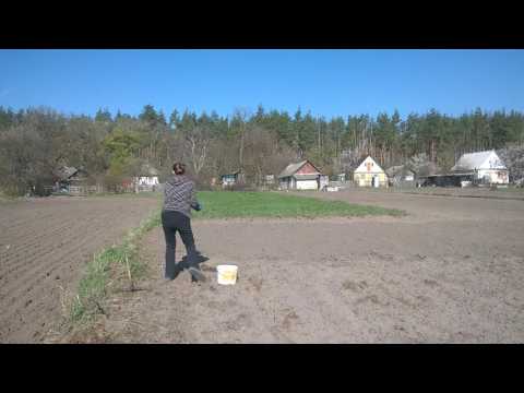 Видео: Переезд В Деревню. Как Городские Люцерну Сеяли Вручную. Сосед Развлекается :)