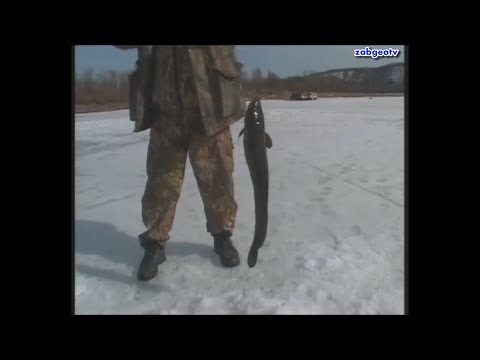 Видео: Апрельская рыбалка на Витиме. Часть 3. Рыбалка.